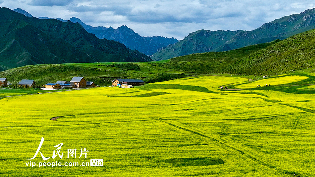 甘肃民乐：油菜花开迎客来